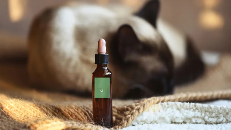 Focused Hemp Oil and Cat in the Background