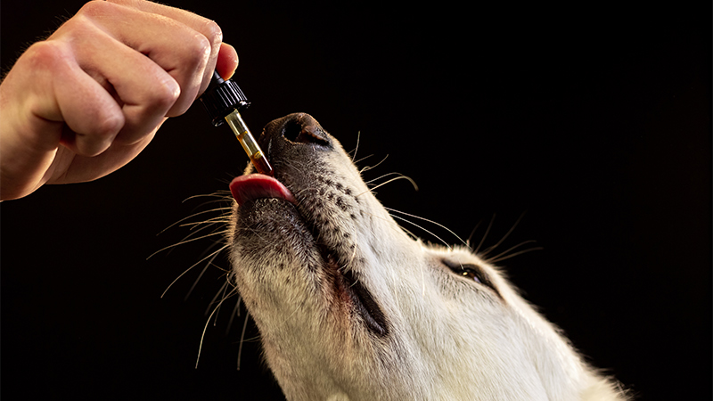 Dog being fed CBD oil in a tincture