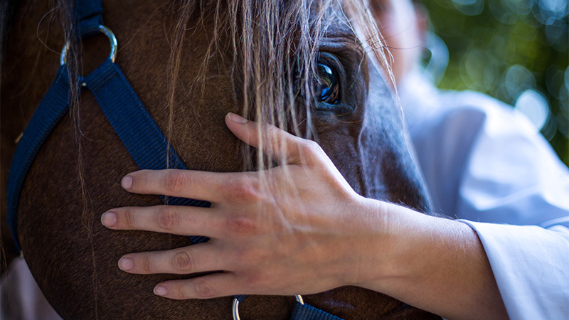 Horse being pet by Human