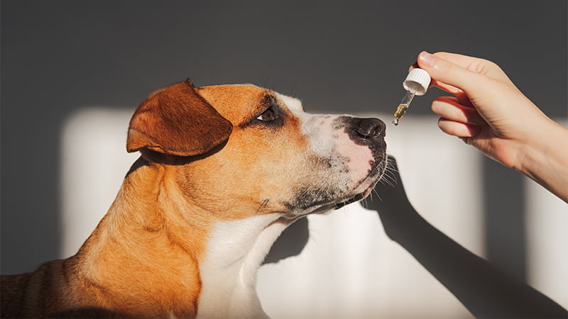 Dogs being fed a cbd tincture with a hand