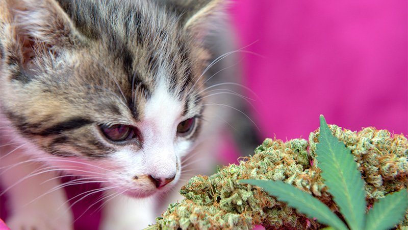 Image of cat looking at hemp leaf and bud