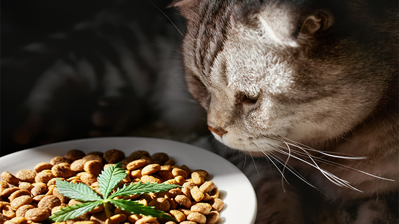 CBD Oil for Cats with Cancer: Top Products Reviews