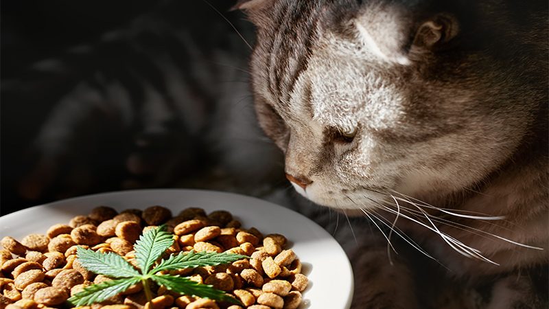 cat looking at cbd treats