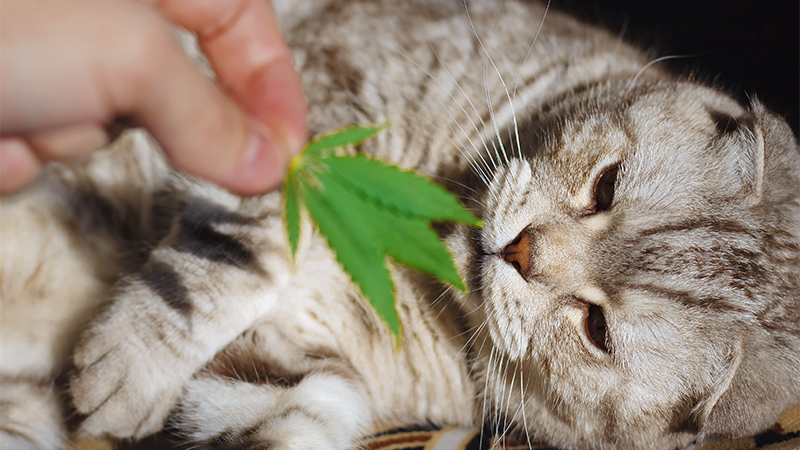 Image of cat looking at a hemp leaf