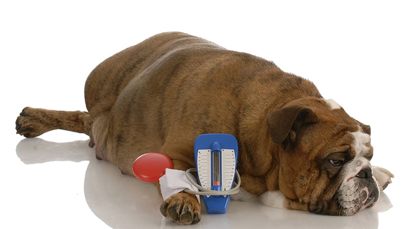 Dog lying and measuring blood pressure