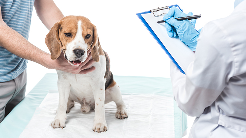 Dog being check by Vet