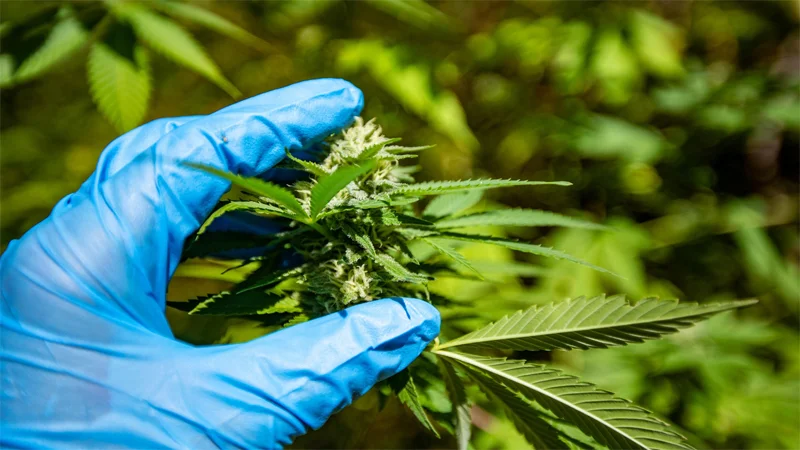 Researcher holding unto a hemp plant stem a