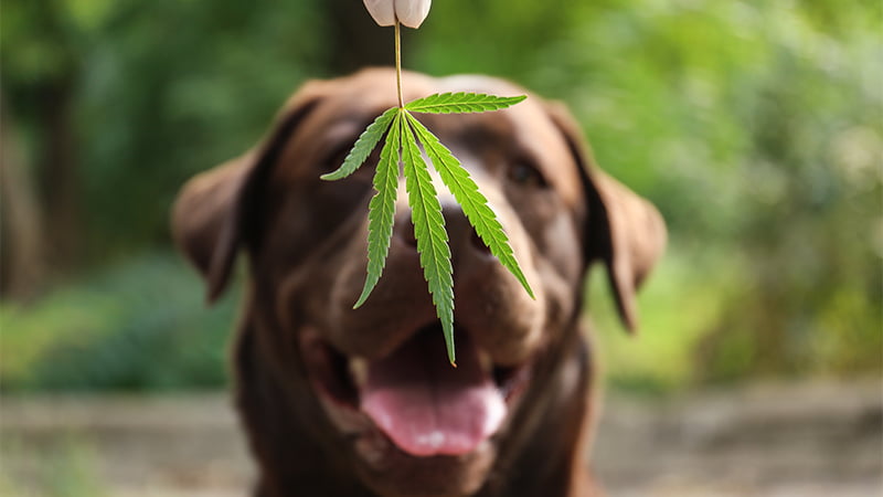 Dog Looking at a Hemp Leaf