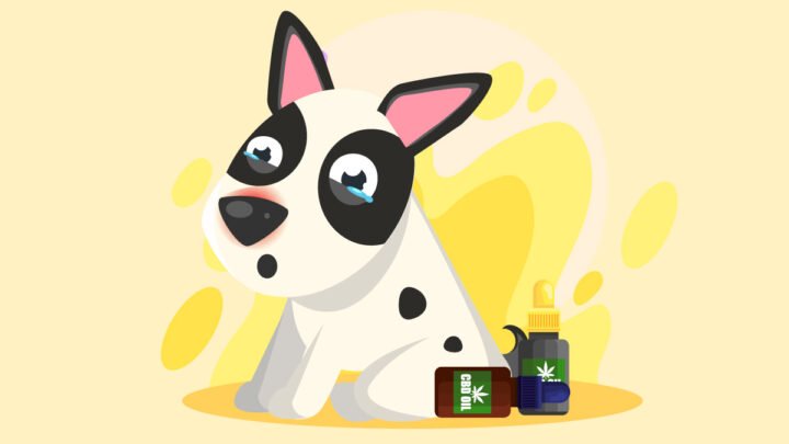 CBD Oil for dog Allergies Illustration