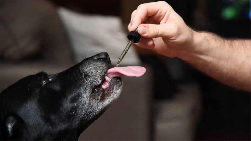 Using CBD Oil on pet Dogs