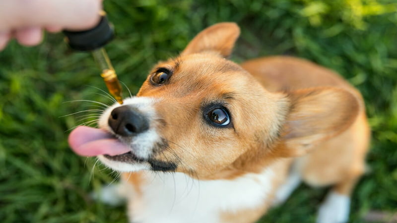 Using CBD Oil Dropper for dogs