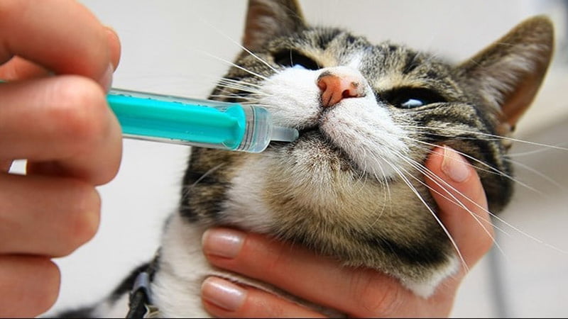 CBD being injected safely in a cat's mouth