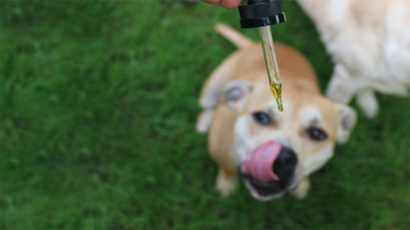 Using CBD Oil Dropper on Dogs