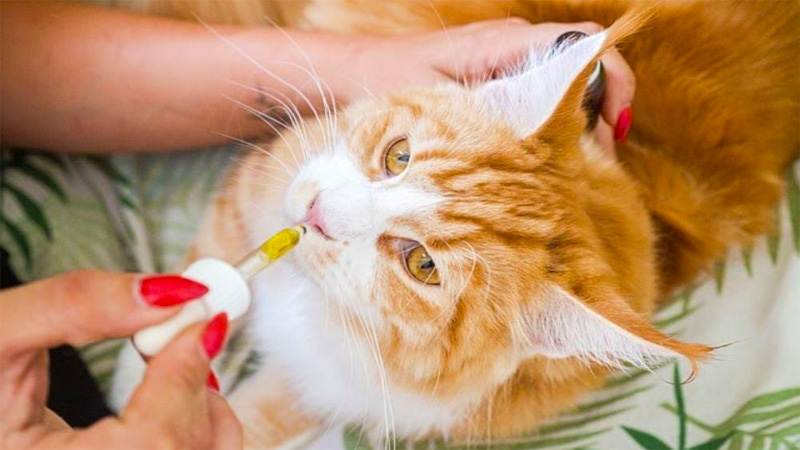 Cat Being fed CBD oil with a dropper