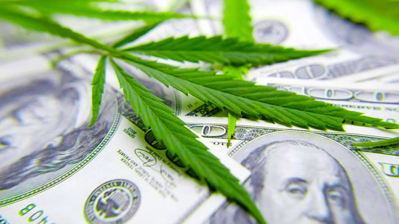 Hemp plant on top of Dollar bills