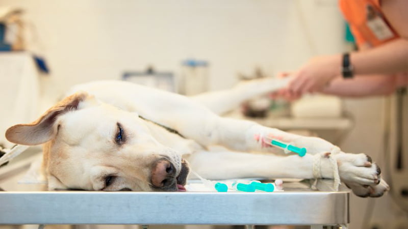 Rimadyl on Veterinary examination table