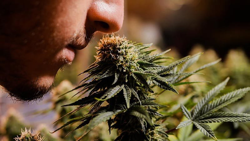 A man sniffing cannabis 