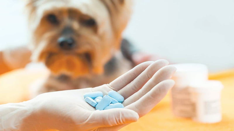 Metronidazole Pills for Dogs