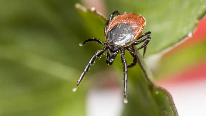 A Picture of a tick carrying Lyme Disease