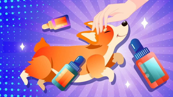 Alternative medications to rimadyl and a dog illustration