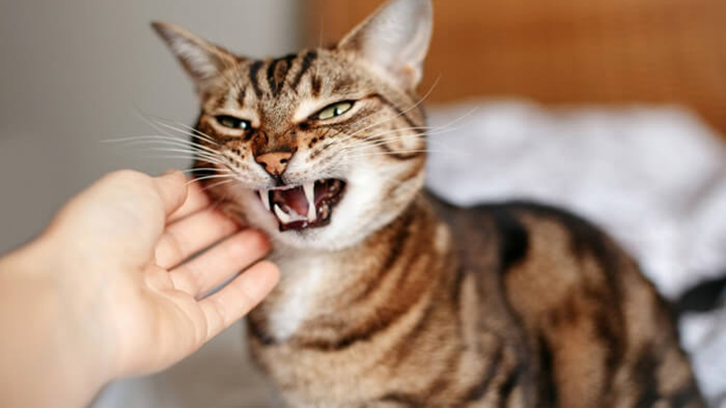 petting an aggressive cat