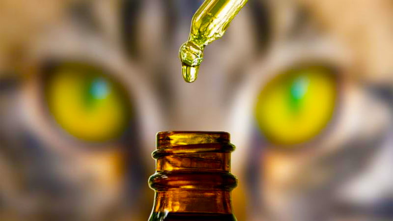 Cat looking at CBD oil dropper