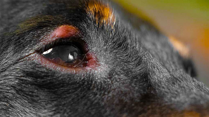 Dog with eye allergy symptoms
