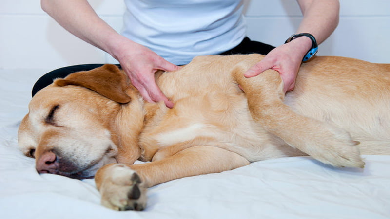 Dog getting treated for joint pain