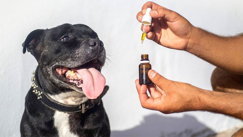 Is CBD safe for dogs