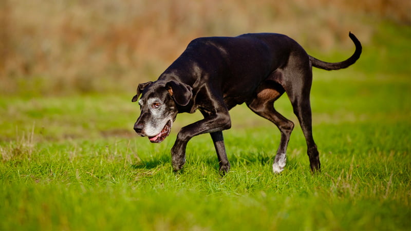 Monitoring your dog