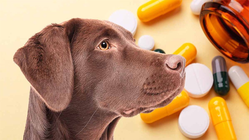 Dog with Pills and medicine