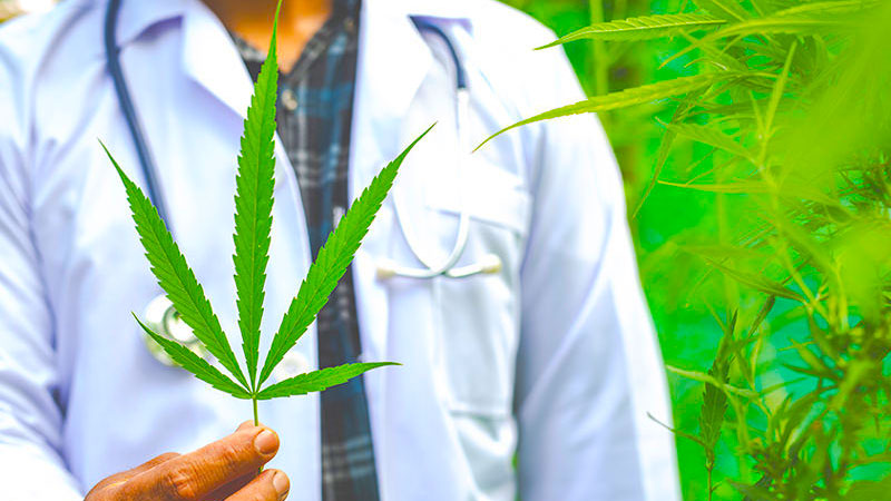 Doctor Holding A Hemp Plant