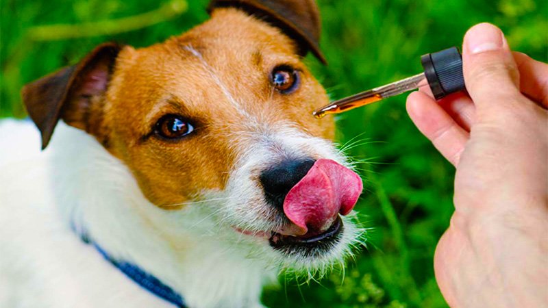 CBD oil drops for dogs