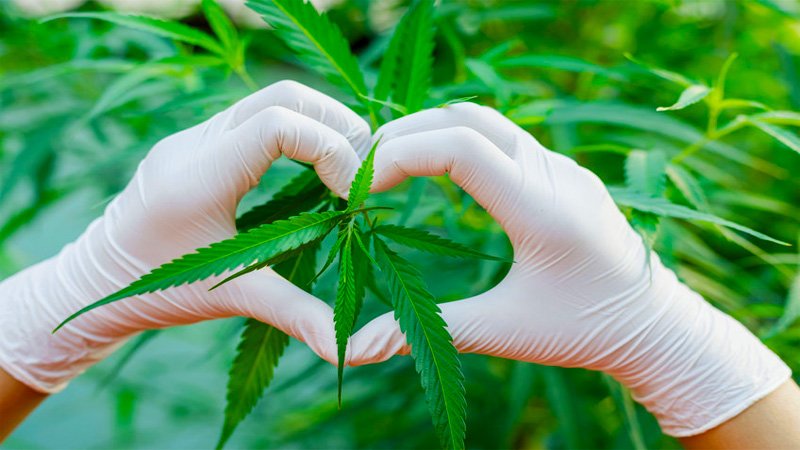 Hemp leaves with a Heart