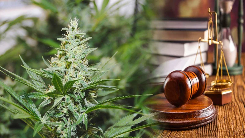 Cannabis plant and a gavel