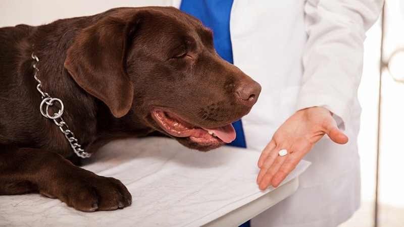 a Dog about to consume a prednisone pill