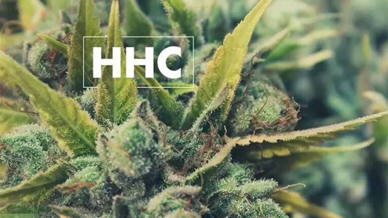 HHC on cannabis plant