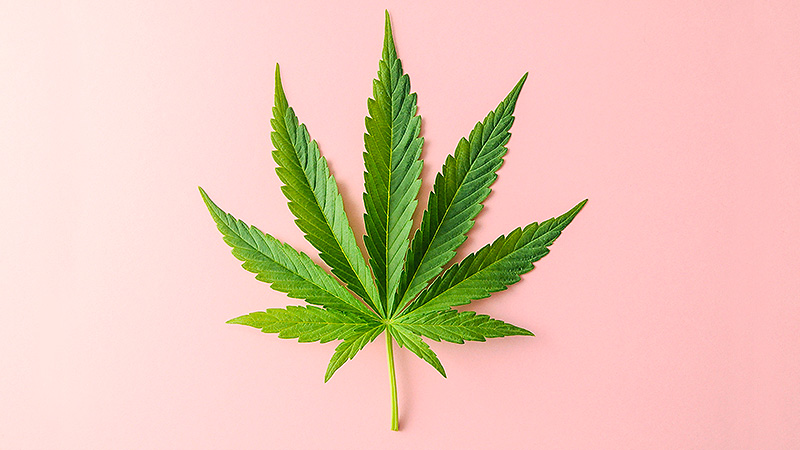A Cannabis leaf in a pink background.