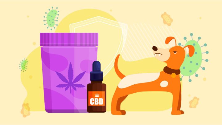 Illustration of CBD treatment for Dogs Rabies