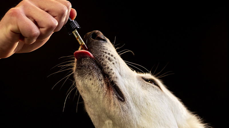 Dog licking a dropper with CBD oil