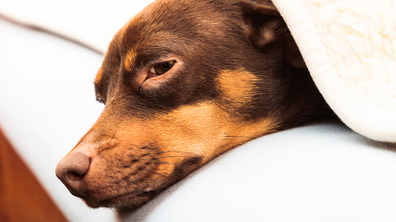 A lethargic dog lying on bed.