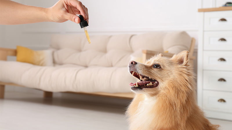 Dog owner giving CBD oil to his pet dog in the living room.