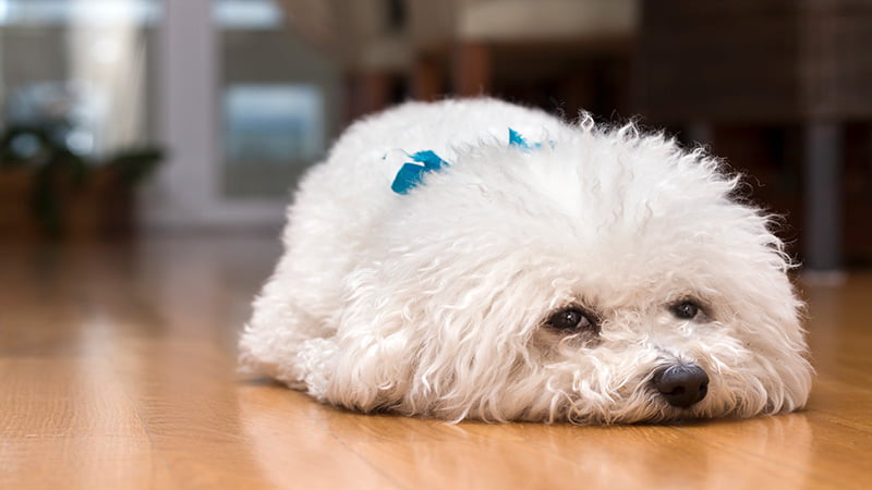 Image of dog lying on the floor