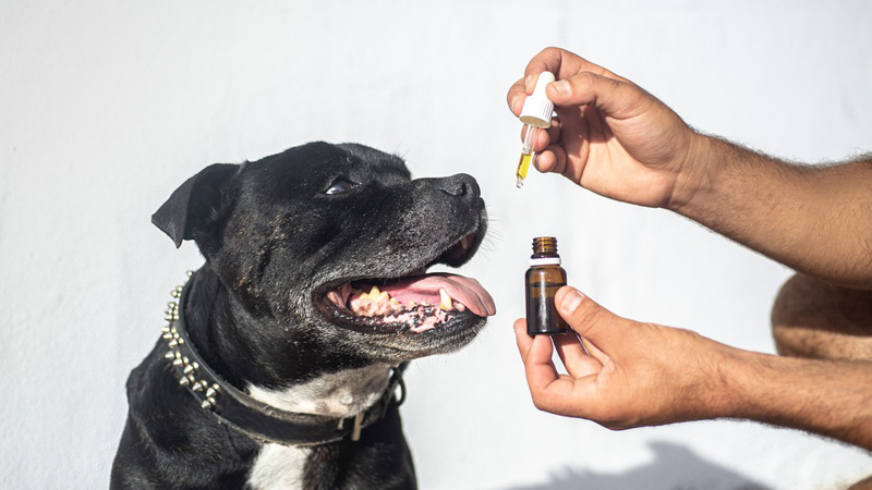 Image of dog being fed CBD oil