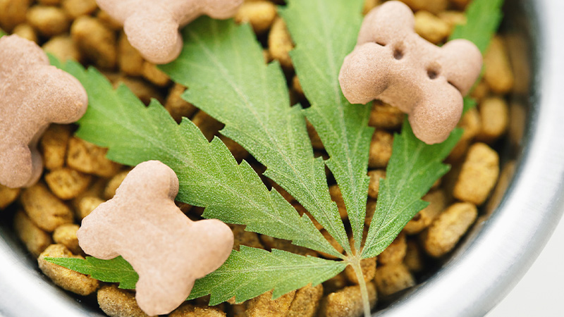 CBD dog treats on a dog bowl with hemp leaf on top.