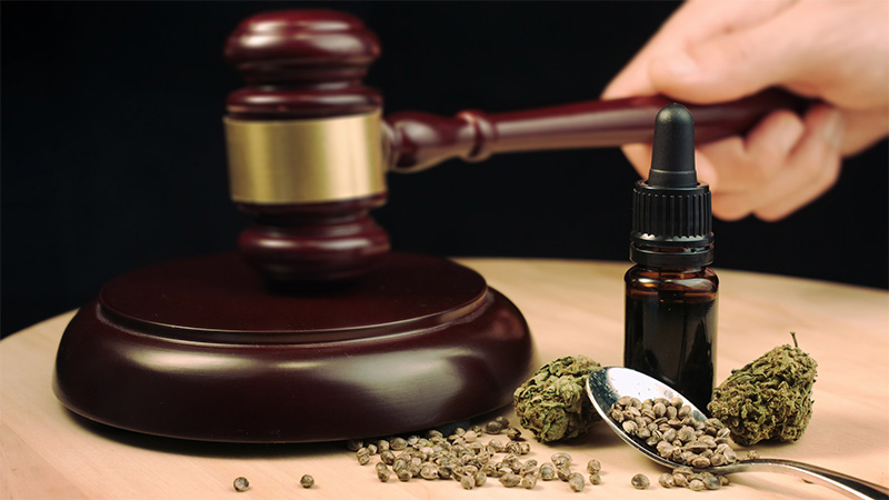 CBD oil bottle, with gavel and hemp buds on a table