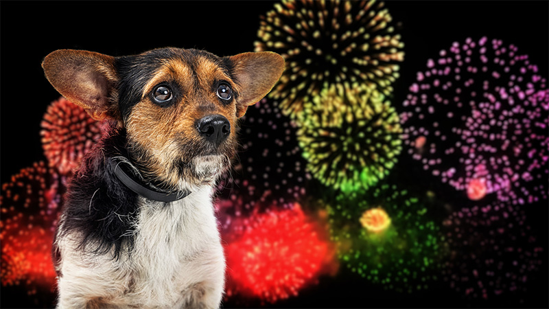 Small nervous dog afraid of loud fireworks display