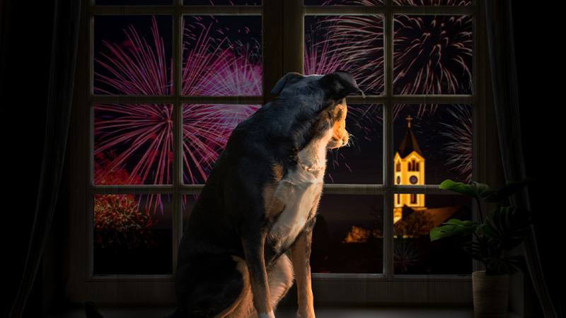 A dog looking out at a window to see the fireworks display