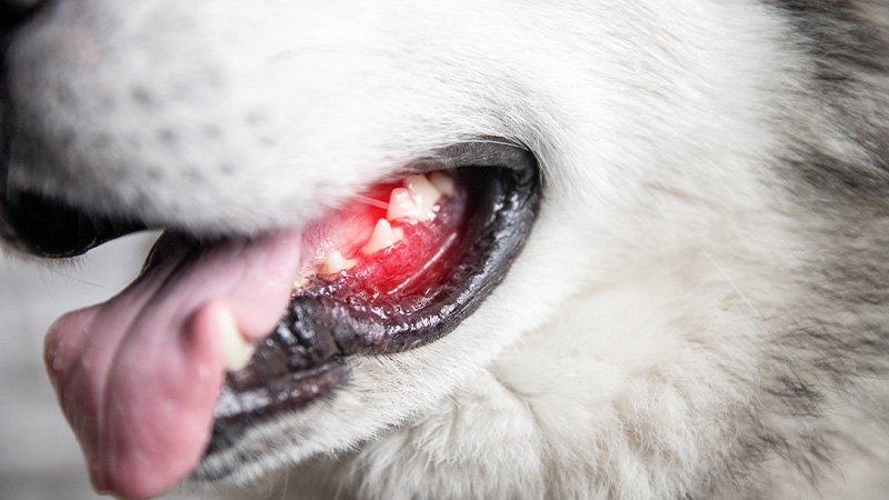 Image of a dog with tooth and gum pain