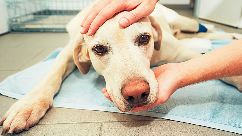 Dog with anxiety with a vet